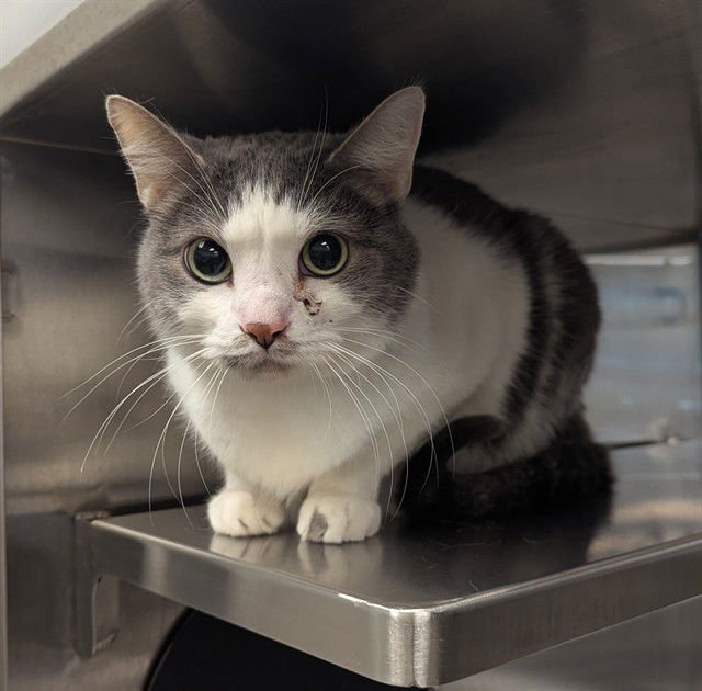 POUNCE - Domestic Medium Hair for adoption in Flower Mound