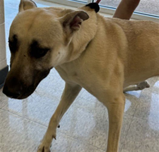 NOVA - German Shepherd Dog available for adoption