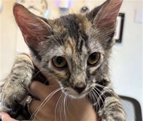 PARIS - Domestic Short Hair for adoption in Lewisville