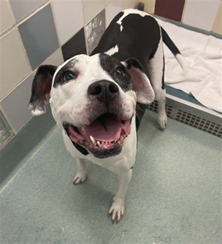 PATCHES - American Pit Bull Terrier available for adoption