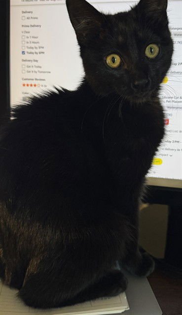 PRADA - Domestic Short Hair available for adoption