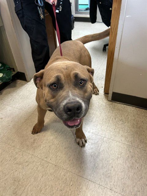 FINN - Pit Bull Terrier / Boxer for adoption in Frisco