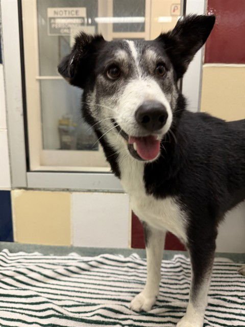 COOKIE - Siberian Husky available for adoption