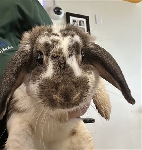 A219055 - Shorthaired Rabbit available for adoption