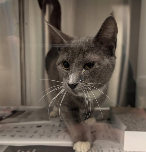 CHIP - Domestic Short Hair available for adoption