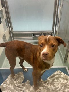 ROSCO - Pit Bull Terrier available for adoption