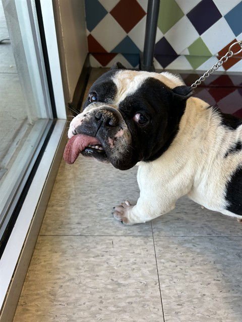 HUNTRESS - English Bulldog available for adoption