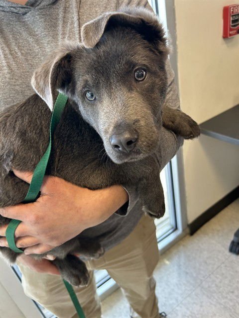 LEVI - Labrador Retriever available for adoption