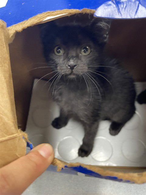 JELLYBEAN - Domestic Short Hair available for adoption