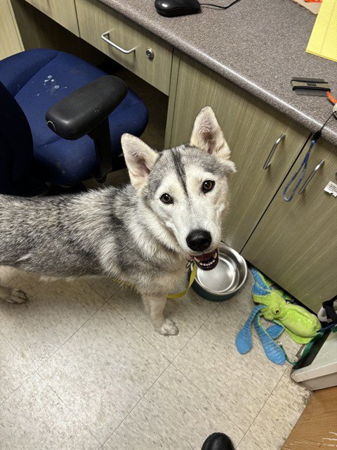 AURORA - Husky available for adoption