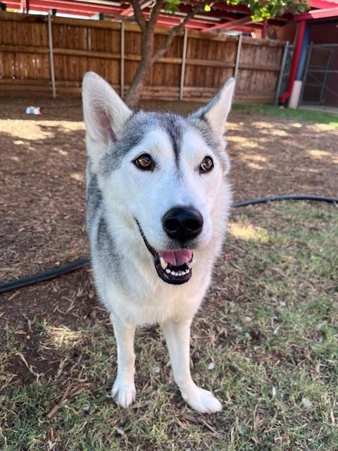 AURORA - Husky available for adoption