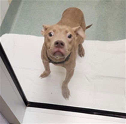 MEG - Pit Bull Terrier available for adoption