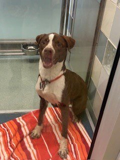 CYSCO - Pit Bull Terrier available for adoption