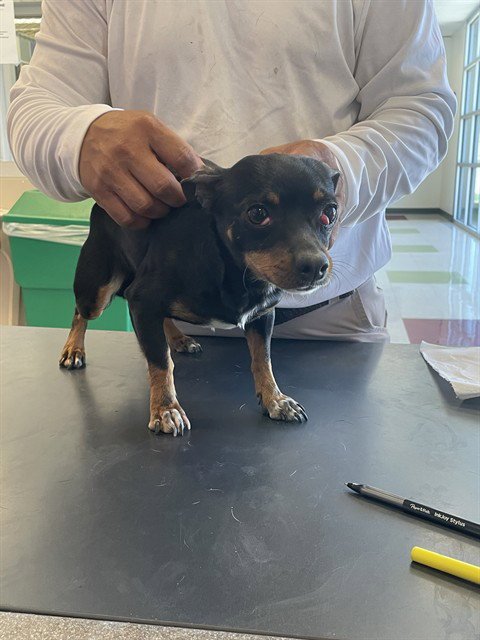 IVY - Chihuahua available for adoption