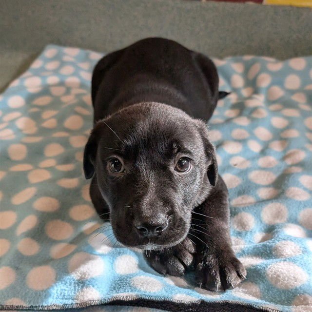 PUCK - Australian Kelpie available for adoption