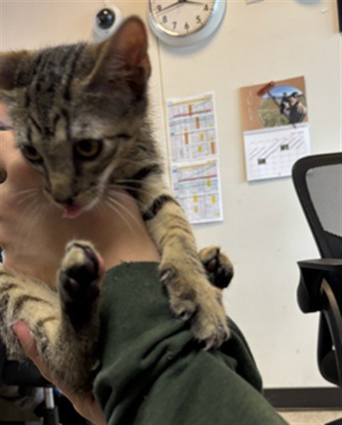 LONDON - Domestic Short Hair for adoption in Lewisville