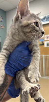 A219145 - Domestic Short Hair available for adoption