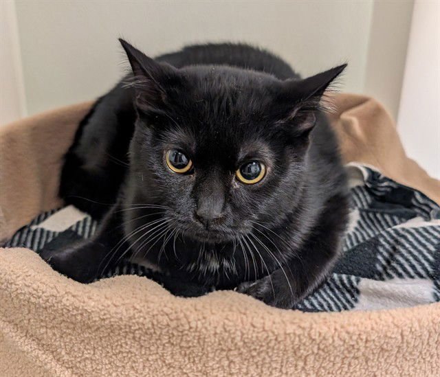 MICHAEL - Domestic Short Hair available for adoption