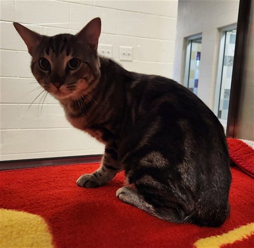 WHISKERS - Domestic Short Hair for adoption in Lewisville
