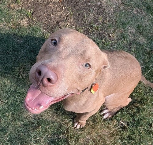 BIRDIE - Pit Bull Terrier available for adoption