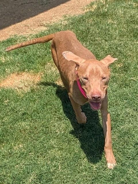 BIRDIE - Pit Bull Terrier available for adoption