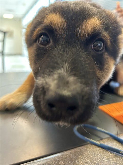 LUCY - German Shepherd Dog available for adoption