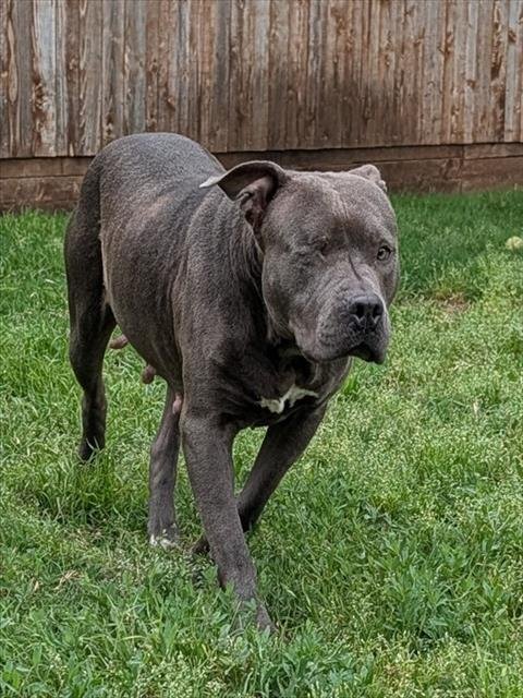 LAILA - Pit Bull Terrier available for adoption