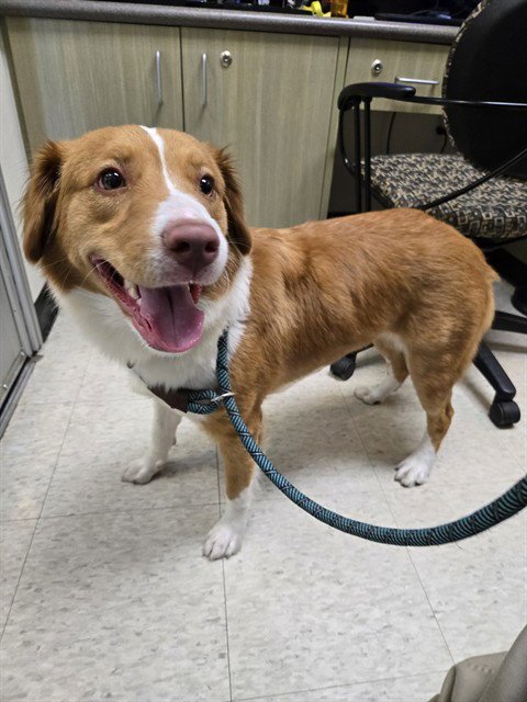 MISS KAY - Nova Scotia Duck-Tolling Retriever available for adoption