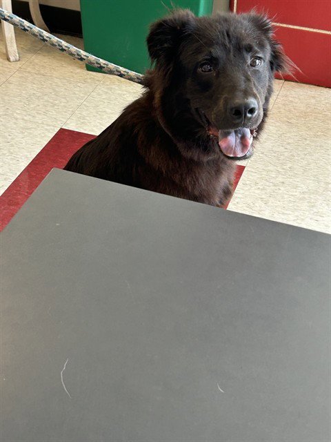 CHILI - Australian Shepherd available for adoption