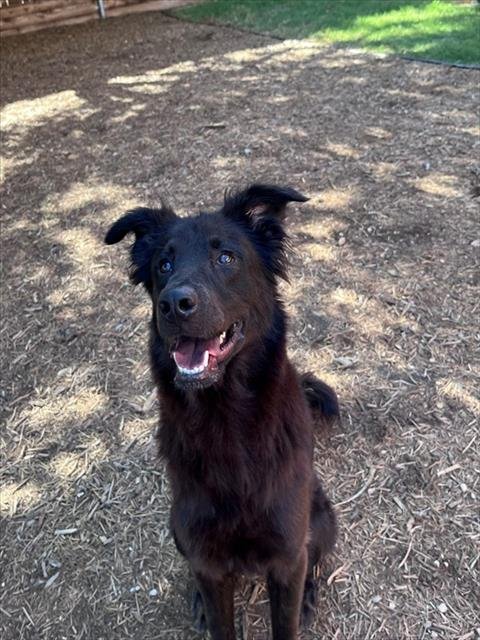 CHILI - Flat-coated Retriever / Border Collie available for adoption