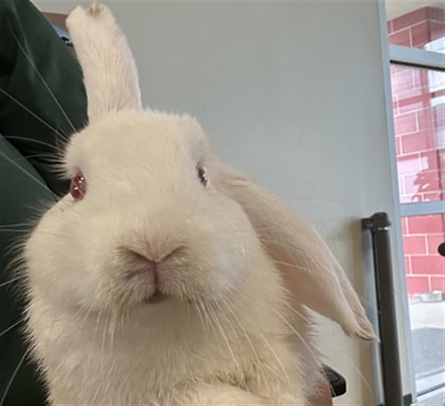 A219053 - Shorthaired Rabbit available for adoption