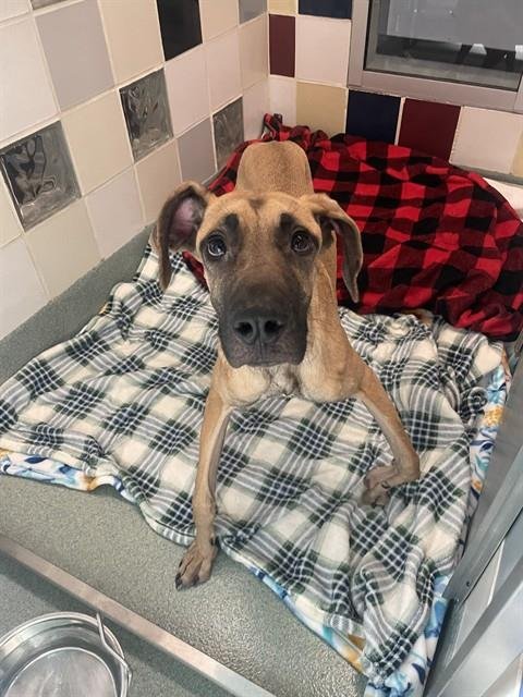 QUEENIE - Great Dane available for adoption