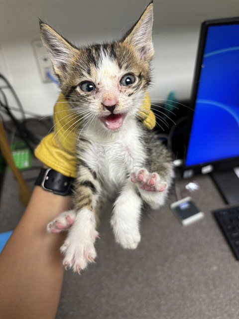 RUFUS - Domestic Short Hair for adoption in Lewisville