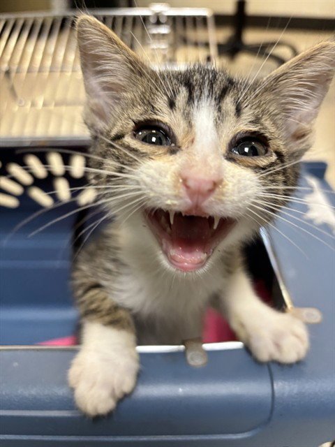 BANDIT - Domestic Short Hair available for adoption