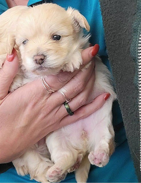 FRENCH FRY - Chihuahua available for adoption