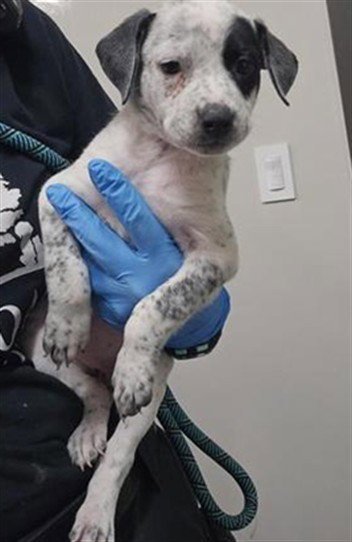 KIPO - Australian Cattle Dog/Blue Heeler available for adoption