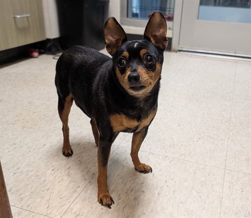 BELLA - Miniature Pinscher available for adoption