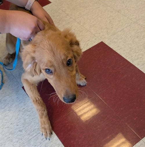 BANJO - Golden Retriever available for adoption