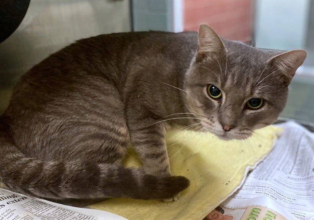 FLETCHER - Domestic Short Hair available for adoption