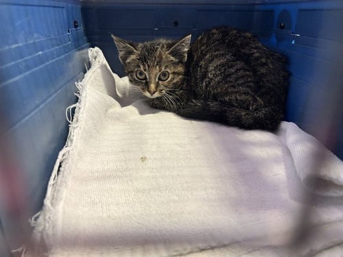 TABITHA - Domestic Short Hair available for adoption