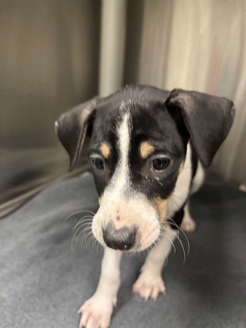 SNOOPY - Beagle available for adoption