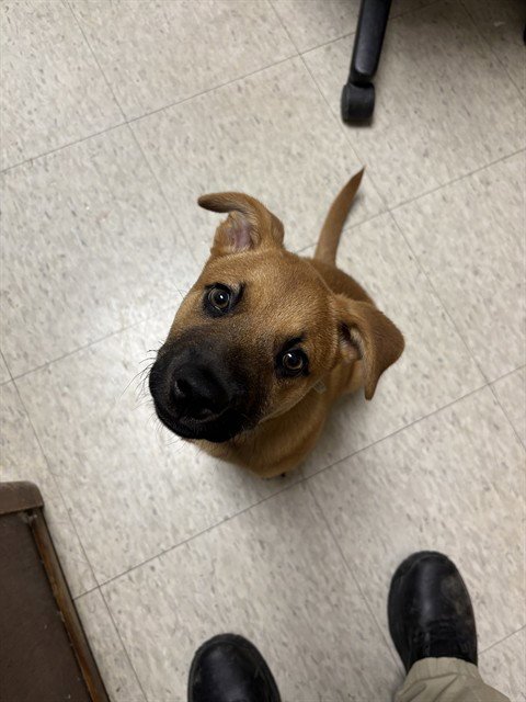 HERCULES - Black Mouth Cur available for adoption