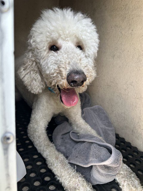 GOJO - Poodle (Standard) available for adoption