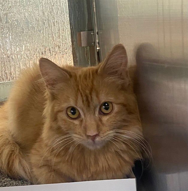 TABITHA - Domestic Medium Hair available for adoption