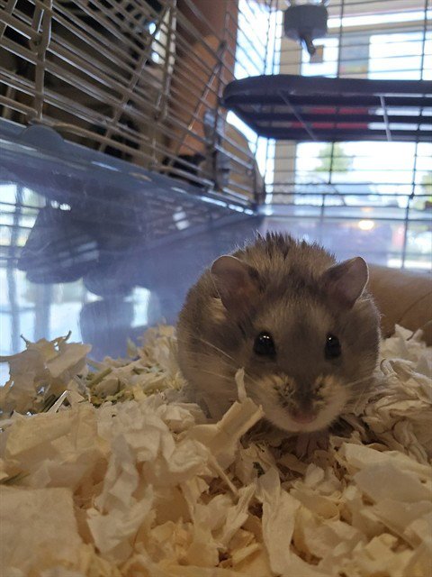 RATATOUILLE Image