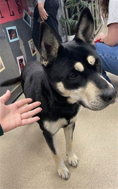 ANNA - German Shepherd Dog for adoption in Frisco