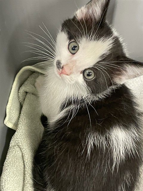 TWIX - Domestic Short Hair available for adoption