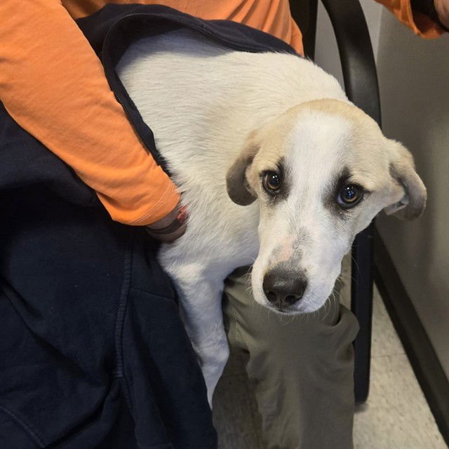 ATLAS - Great Pyrenees available for adoption