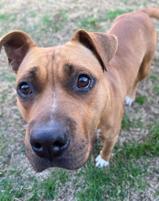 FRANNY - Pit Bull Terrier / Boxer available for adoption