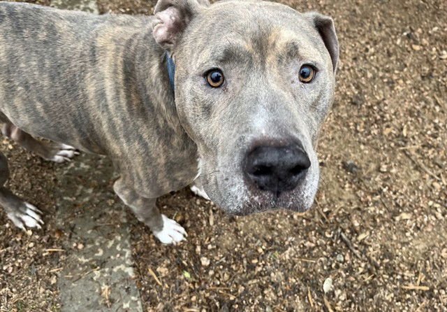 BUSTER - Pit Bull Terrier available for adoption